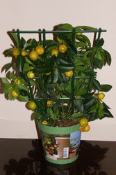Декоративное цитрусовое деревце с плодиками(25-35шт) 35см