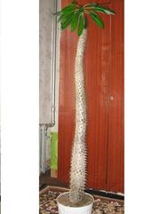 Пахиподиум Ламера (Мадагаскарская пальма).     цена - 420грн