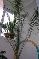 Огромная финиковая пальма